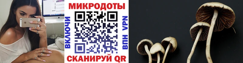 Купить где  Нея  Псилоцибиновые грибы мицелий 